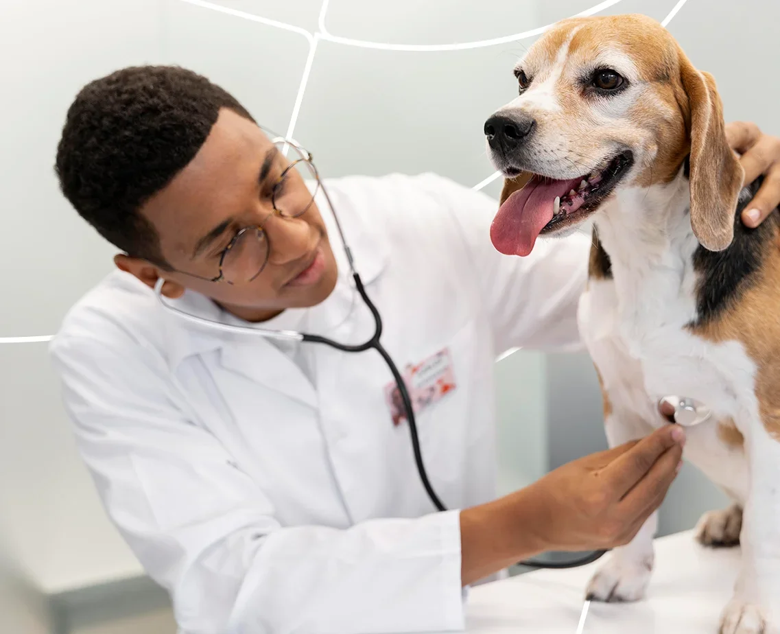 Médico veterinário examinando um cachorro